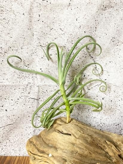 チランジア・ドゥラティー・シックリーフジャイアントクローン T