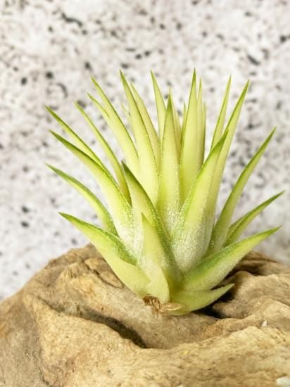 現品】チランジア・イオナンタ・メディオピクタ T. ionantha