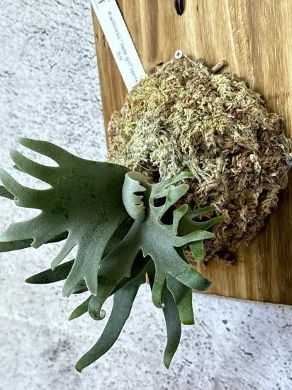 現品】ビカクシダ・ウィリンキー・ジェイドガール 胞子培養 P