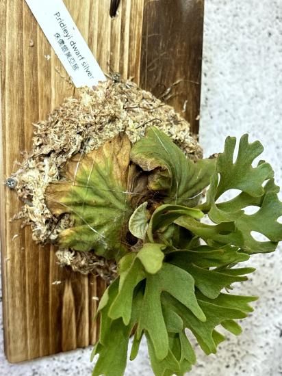 現品】ビカクシダ・リドレイ・ドワーフシルバー P.ridleyi Dwarf