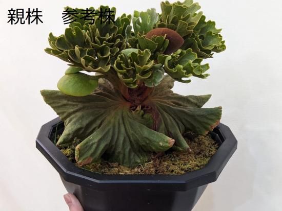 現品】ビカクシダ・リドレイ・ドワーフシルバー Platycerium ridleyi
