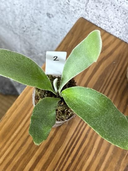 現品】ビカクシダ・ベイチー セルソ TC苗 Platycerium veitchii Celso