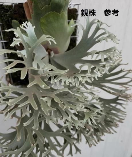 P. willinckii Nano spore ビカクシダウィリンキーナノ① 【公式通販】