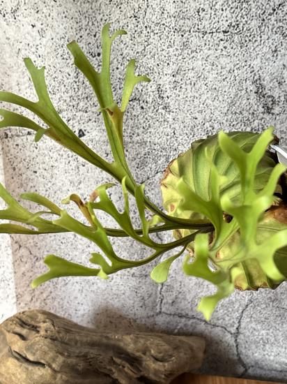 現品】ビカクシダ・リドレイ・パカーラン（パカラン） Platycerium