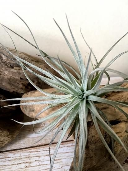 チランジア・ヒューストン・コットンキャンディー Tillandsia `Houston
