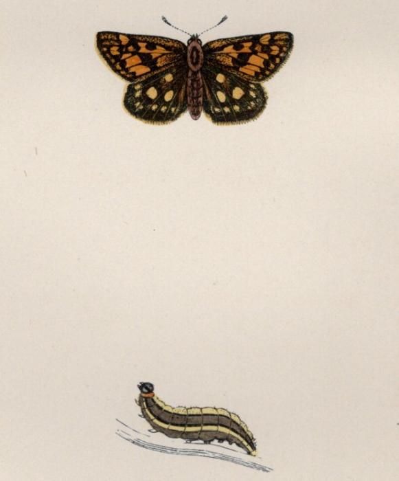 1890年 Morris 英国蝶類史 Pl.72 セセリチョウ科 タカネキマダラセセリ