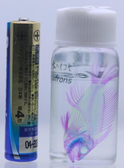 透明工房 ～生命の華～ ☆透明標本 製作・販売 学術指導☆