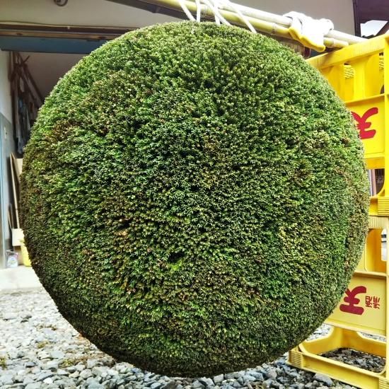 杉玉・直径60cm - 杉玉の高林 オンラインストア