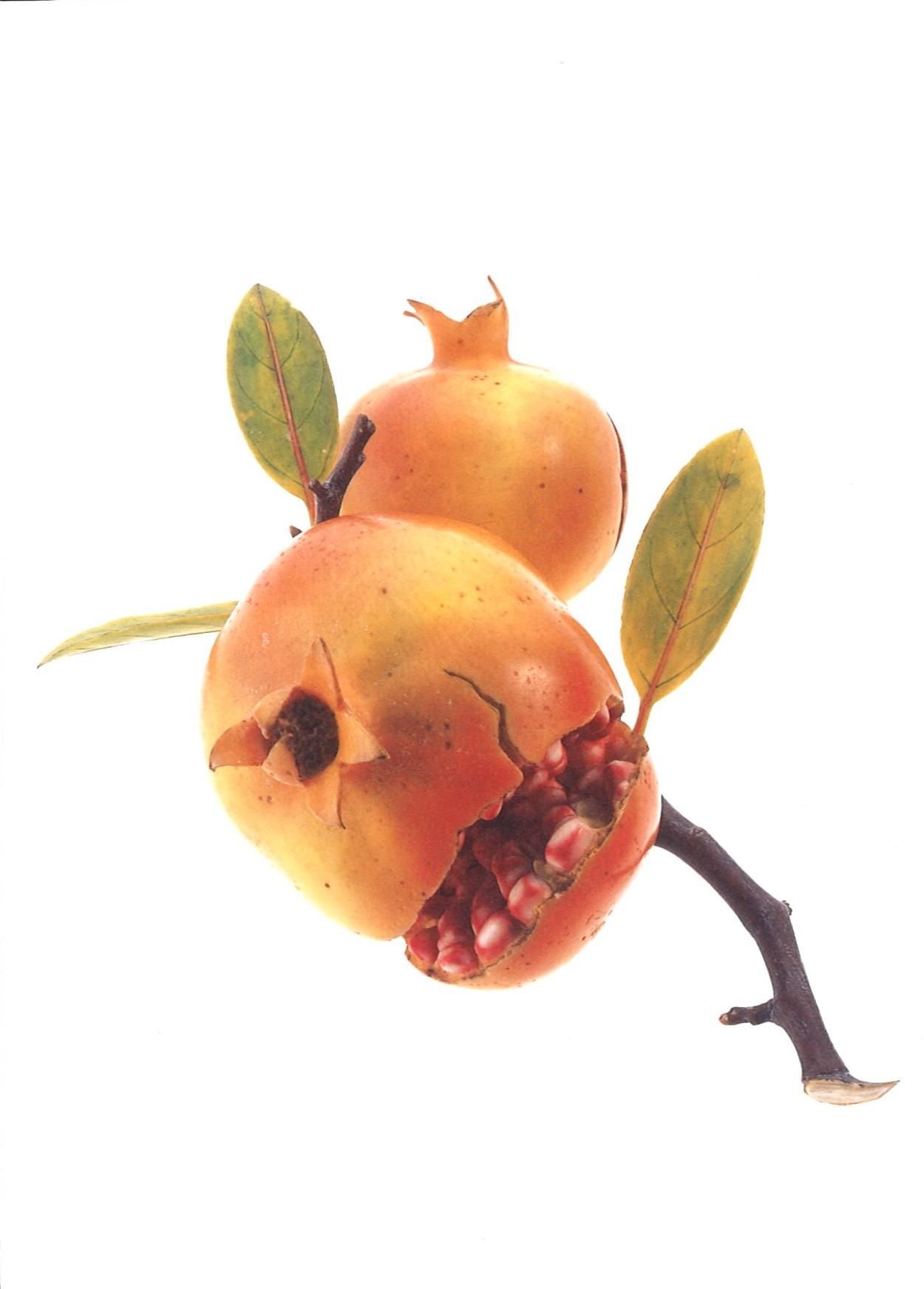 柘榴＞安藤緑山