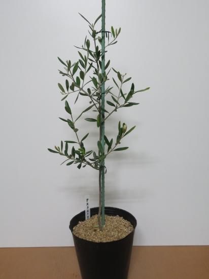 Ascolana アスコラーナ／7号／AC-7-001｜オリーブ苗木｜小豆島