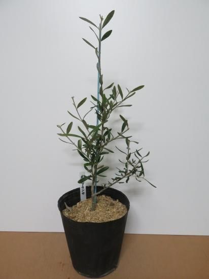 Hojiblanca オヒブランカ(ホジブランコ)／7号／OH-7-001｜オリーブ苗木