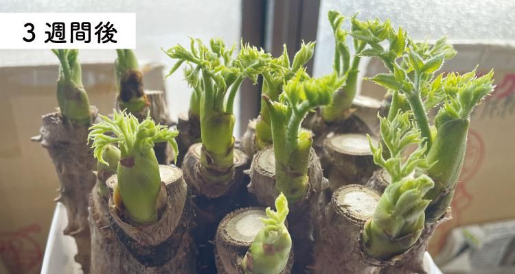 ふかし栽培で手軽にタラの芽栽培が楽しめる、太良衛門「タラの芽 栽培