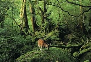 書籍・ポストカード】 - 屋久島の特産品・お土産通販 ぷかり堂