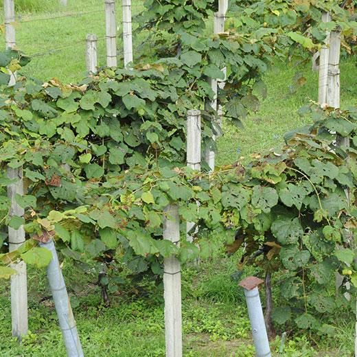 山のきぶどう3本セット【＃52】 - 山のきぶどうオンラインショップ by