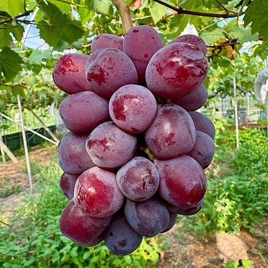 ブラックシャイン ルビーシャイン 富士の輝 シャインセット