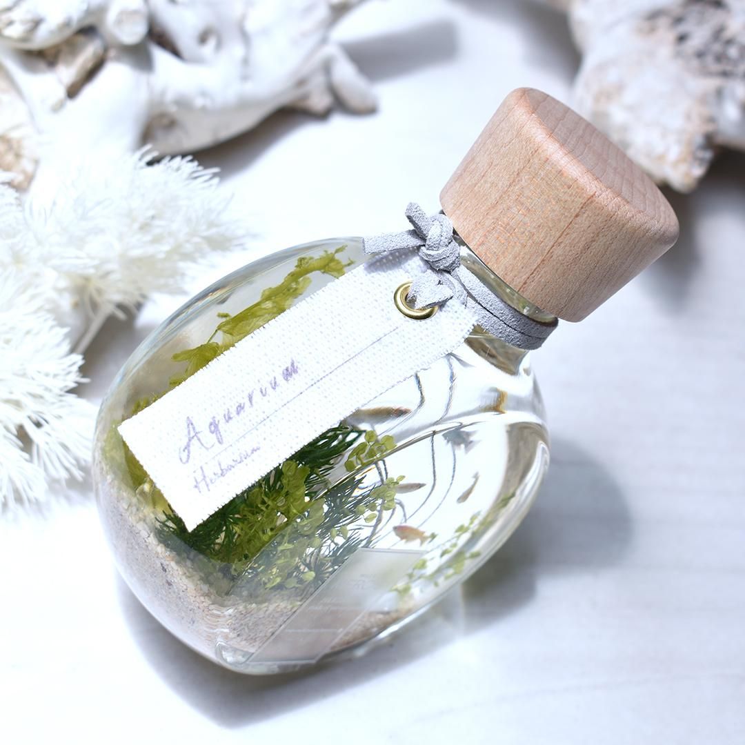 ハーバリウム】『MOTIF』めだかアクアリウム - ハーバリウム