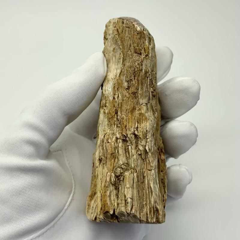 珪化木 】 けいかぼく 天然石 化石 石化 樹木 酸化ケイ素 - めのうの店