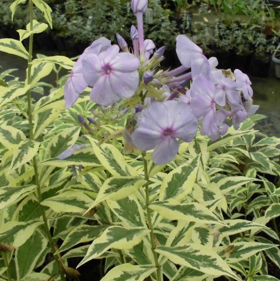 宿根草】 フロックス パニキュラータ 'ショックウェーブ'｜大森ガーデン