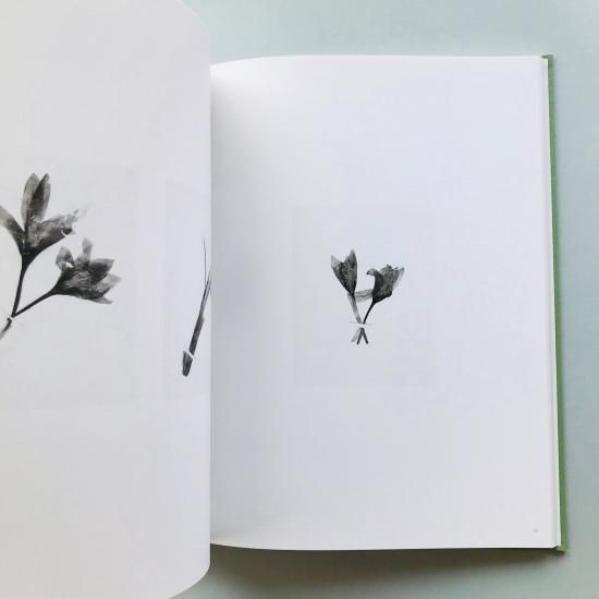 the may sun｜terri weifenbach テリ・ワイフェンバック