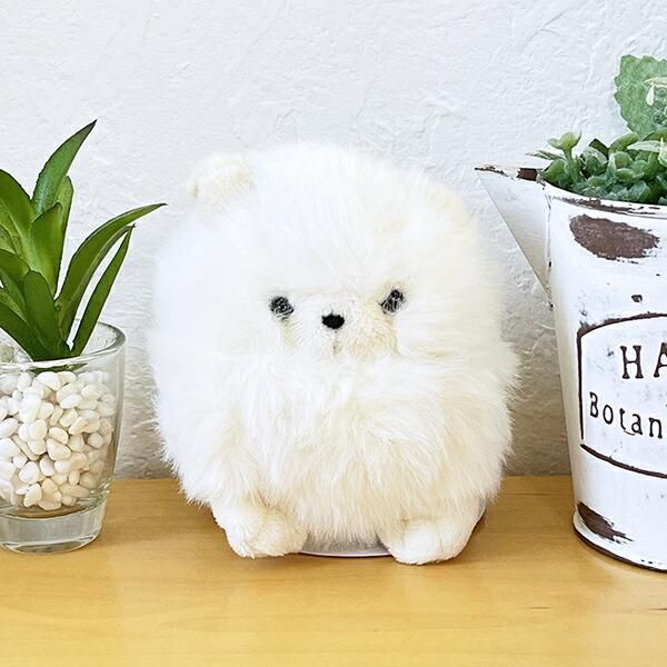 ふわふわもふもふ。癒しのワンちゃん大集合。わたぽのかる〜い