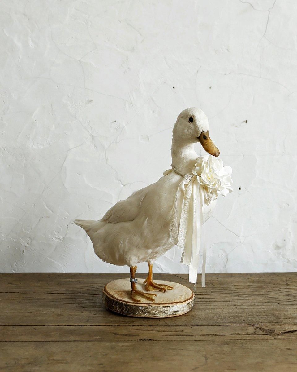 フランスアンティーク アヒルの剥製 | Antiques Knock