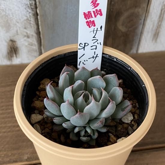 ザラゴーサSPノバ 現物商品 - 多肉植物 人気の多肉植物 多種類の多肉