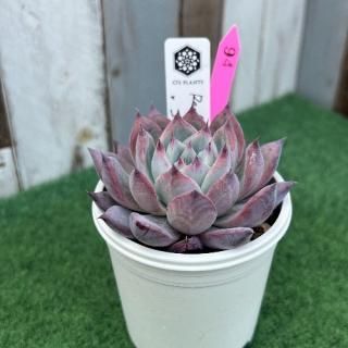 O's PLANTS - 多肉植物 人気の多肉植物 多種類の多肉植物通販専門店