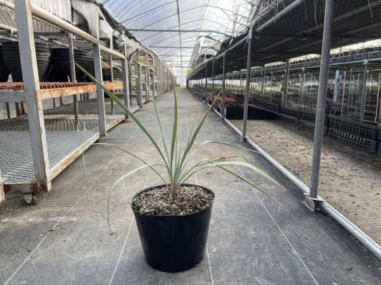 ユッカ ロストラータ 【21-171】美形 シルバーブルー 【公式通販】