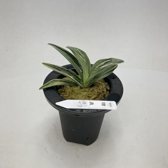 羅紗系 - 田哲園・万年青おもとのお店