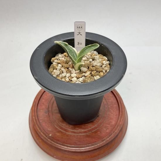 羅紗系 - 田哲園・万年青おもとのお店