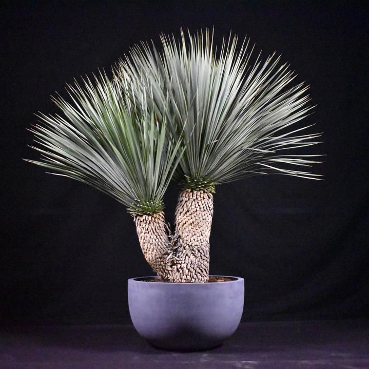 ユッカロストラータ・ダブルヘッド一覧 - 【HAIKARAFARM】