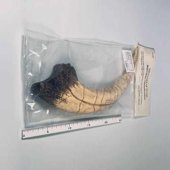 ラプトルの爪 化石 megalodonさん専用 楽天市場】ヴェロキラプトル 爪