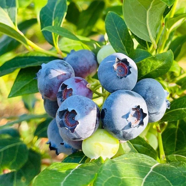 フレッシュブルーベリー お得パック（90g×6P） 【堀内果実園】