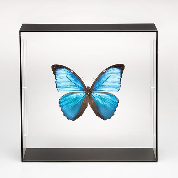 ☆yamame23☆モルフォ蝶標本 ディディウス・メネラウスМ2♀セット 蝶