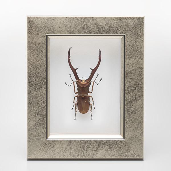 昆虫標本コレクション！メタリフェールホソアカクワガタ- 三宝堂