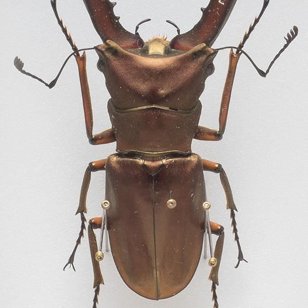 昆虫標本コレクション！メタリフェールホソアカクワガタ- 三宝堂