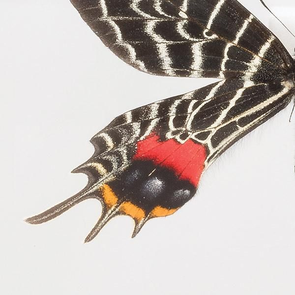 蝶の標本コレクション！シボリアゲハ - 三宝堂オンラインショップ