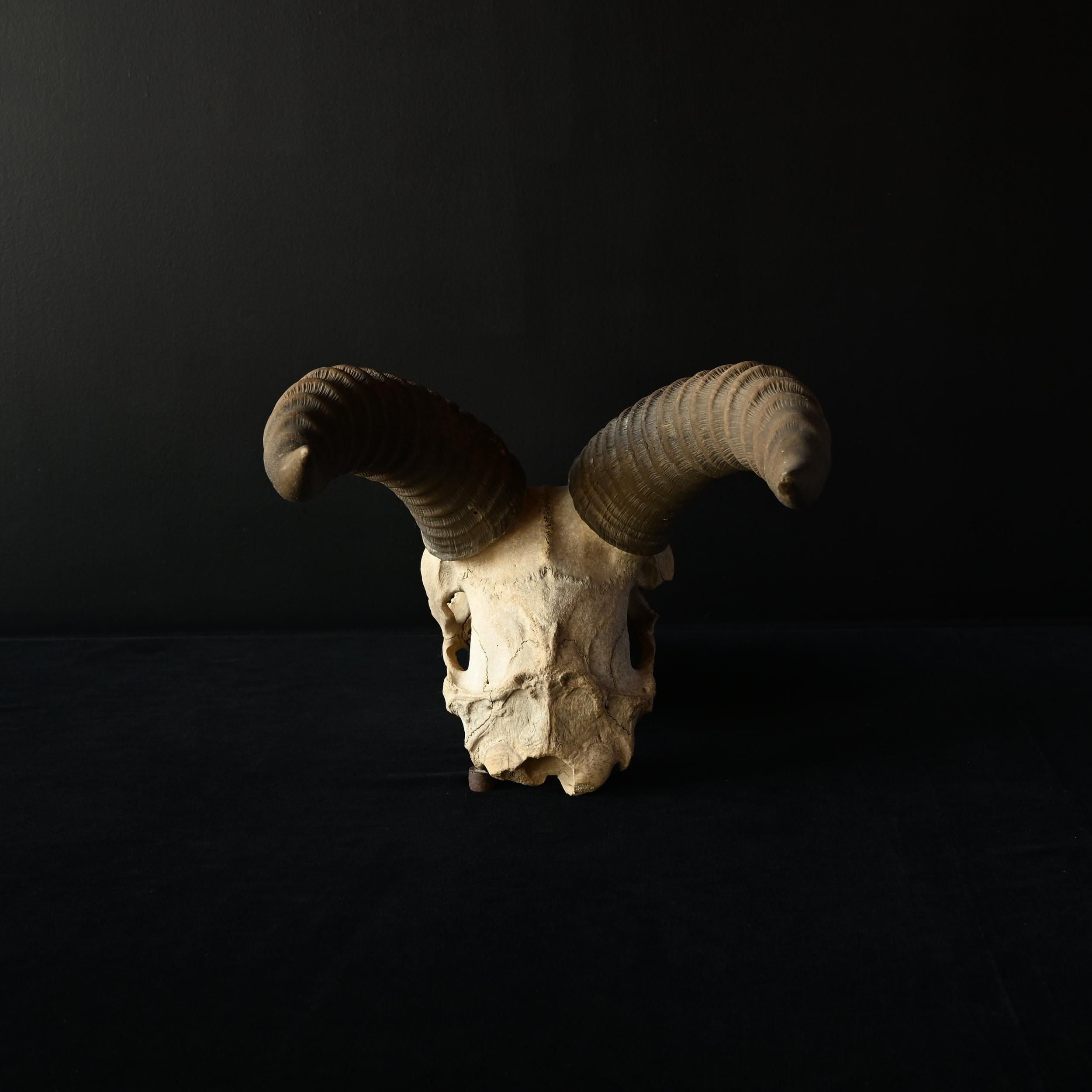 枯れた頭骨 | アンティーク ハンティングトロフィー スカル【Sibora】