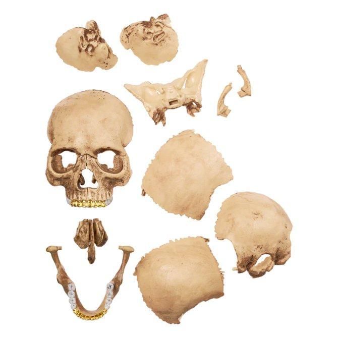 SUPREME (シュプリーム) / 4D MODEL HUMAN SKULL / NATURAL - GANGSTA