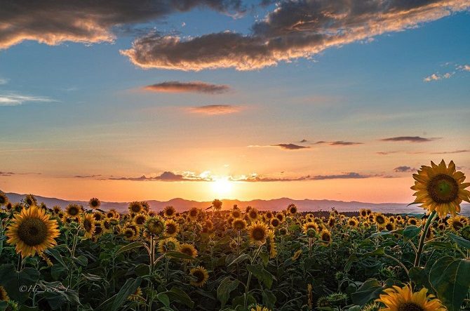 7月14日はひまわりの日】全国のフォトジェニックなひまわり畑14選