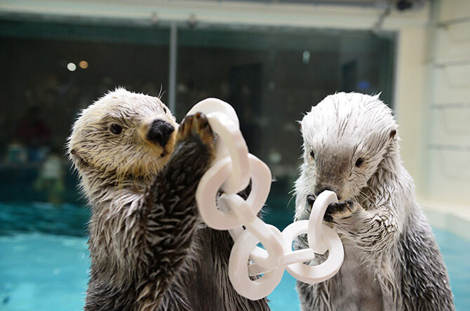 鳥羽水族館でラッコが見たい！飼育員さんとの掛け合いを見るコツ＜三重