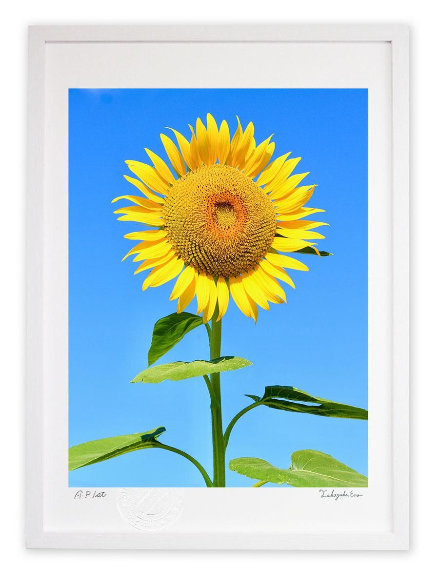 版画 絵画 青空にひまわり アートフォト インテリア 壁掛け 額入り