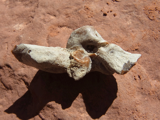 イルカの化石 - 天然石販売・通販のROOT PEOPLE