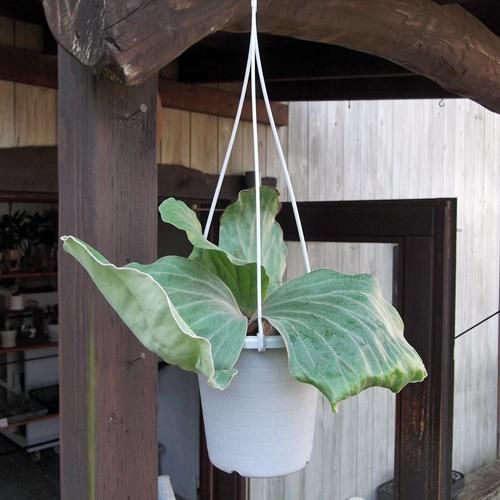 プラティセリウム・エレファントティス 吊り - 植物と暮らす m-plant