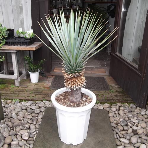 ユッカ・リギダ 幹上り 10号 - 植物と暮らす m-plant