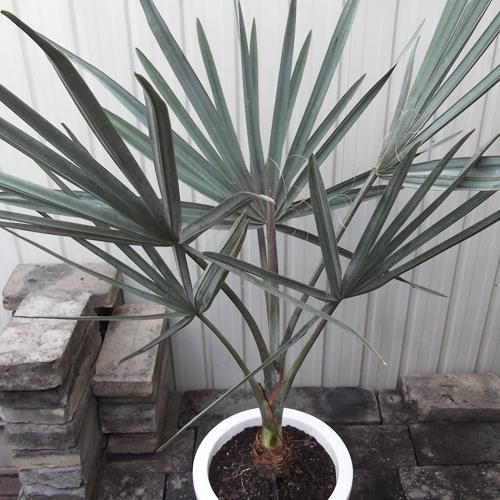 ビスマルキア・ノビリス 8号 - 植物と暮らす m-plant