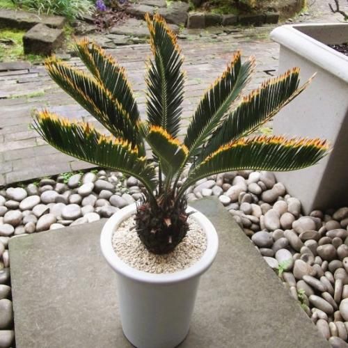 金環ソテツ 7号 - 植物と暮らす m-plant