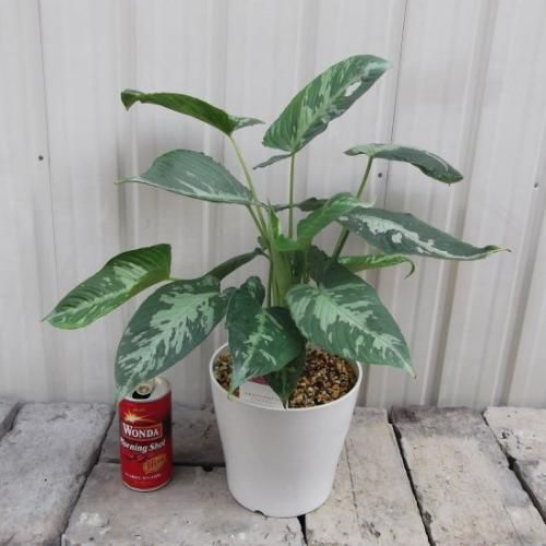 スキスマトグロッティス・スコルテクニー 5号 - 植物と暮らす m-plant