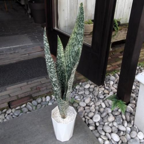 サンセベリア・オーブリティアナ 6号 - 植物と暮らす m-plant