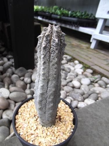 ユーフォルビア・アブデルクリ 4号 - 植物と暮らす m-plant